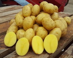 Сорт картофеля Королева Анна